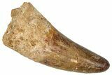 Cretaceous Fossil Crocodylomorph Tooth - Morocco #368167-1